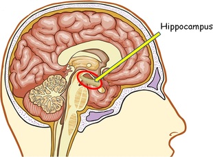 Hippocampus | Facts, Position In Brain, Summary & Function